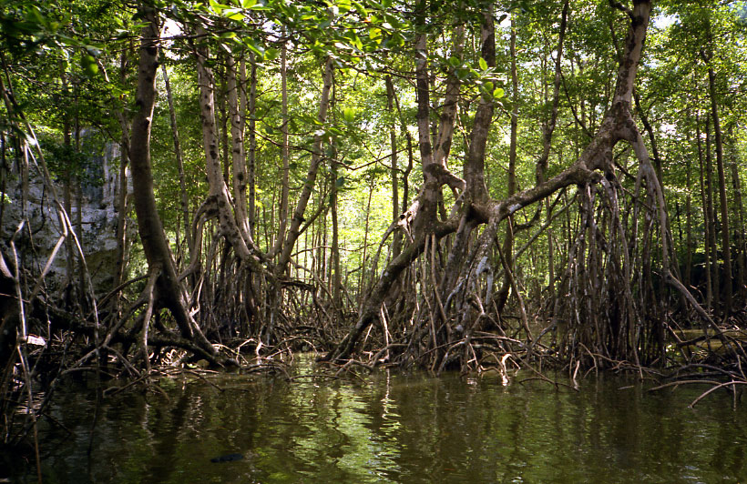 Mangrove4